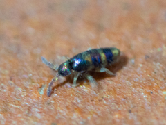 Lepidocyrtus fimicolus