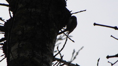 Certhia brachydactyla