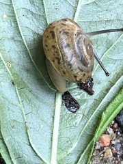 Ventridens ligera