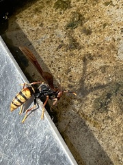Polistes cavapytiformis