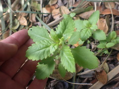 Haloragis masafuerana