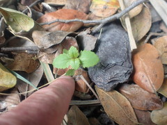 Haloragis masafuerana