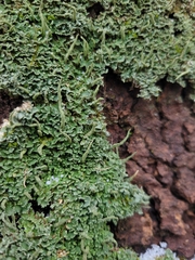 Cladonia coniocraea