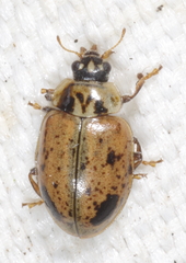 Aphidecta obliterata