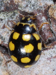 Coccinula quatuordecimpustulata