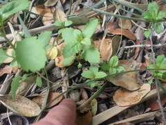 Haloragis masafuerana