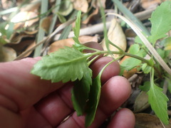 Haloragis masafuerana