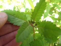 Haloragis masafuerana