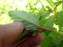 Haloragis masafuerana