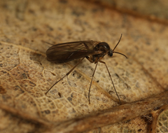 Coelosia fusca