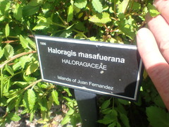 Haloragis masafuerana