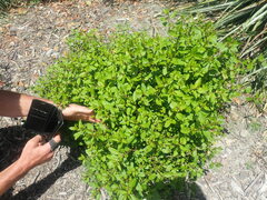 Haloragis masafuerana