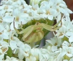 Misumenoides formosipes