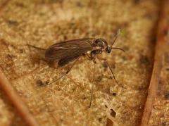 Coelosia fusca