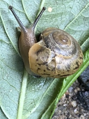 Ventridens ligera