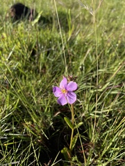 Chaetogastra gracilis