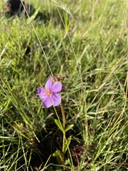 Chaetogastra gracilis