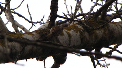 Certhia brachydactyla