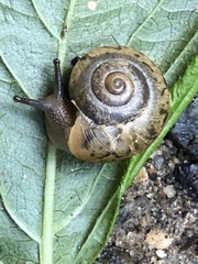 Ventridens ligera