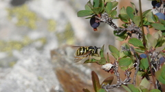 Chrysotoxum intermedium