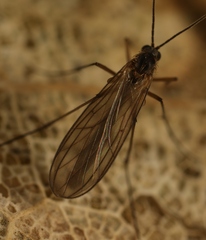 Coelosia fusca