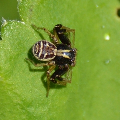 Xysticus ulmi