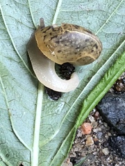 Ventridens ligera