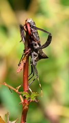 Elasmopoda