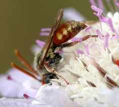 Nomada