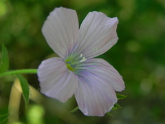 Linum viscosum