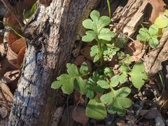 Nemophila phacelioides
