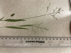 Dichanthelium curtifolium