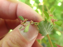 Haloragis masafuerana