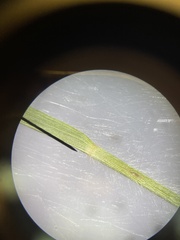 Dichanthelium curtifolium