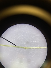 Dichanthelium curtifolium