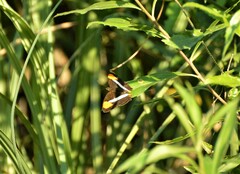 Adelpha syma