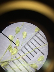 Dichanthelium curtifolium