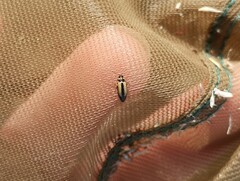 Calomicrus circumfusus