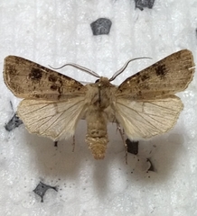 Agrotis clavis