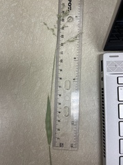 Dichanthelium curtifolium