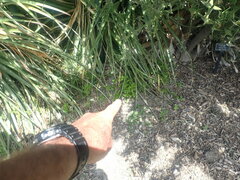 Haloragis masafuerana