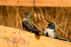 Oreotrochilus chimborazo