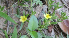 Portulaca cryptopetala
