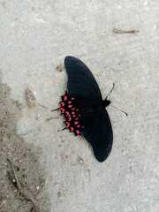 Parides photinus