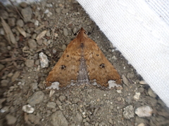 Rejectaria rosimonalis