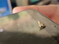 Membracidae
