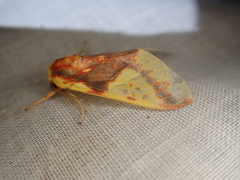 Symphlebia