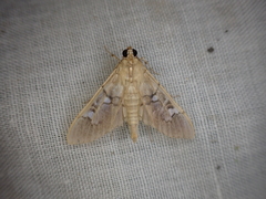 Microthyris anormalis