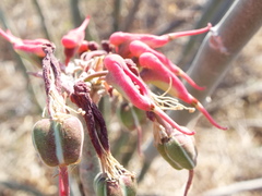 Euphorbia tithymaloides