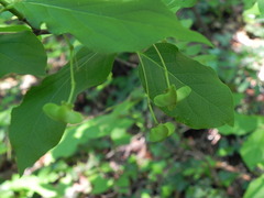 Euonymus latifolius